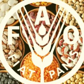 STAGE ALLA FAO NEL MONDO