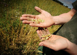 A SCUOLA DI AGRICOLTURA ECOLOGICA