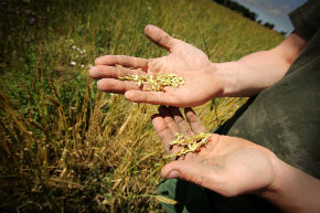 A SCUOLA DI AGRICOLTURA ECOLOGICA