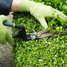 BANDO PER GIARDINIERE COMUNE DI RAPALLO