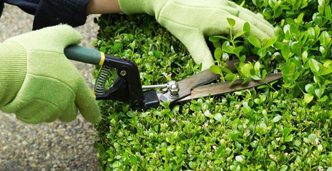 BANDO PER GIARDINIERE COMUNE DI RAPALLO